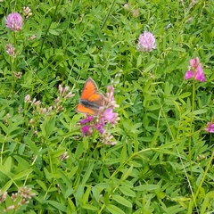 Lycaena candens