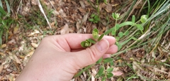 Pimelea altior
