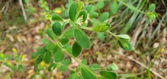 Pimelea altior