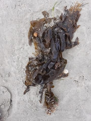 Undaria pinnatifida