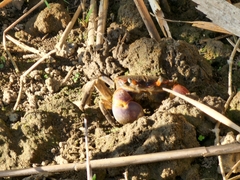 Chasmagnathus convexus