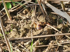 Chasmagnathus convexus