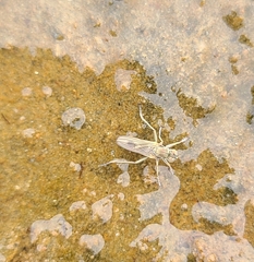 Scorpiurus aramoana