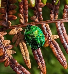 Erachtheus lutulentus