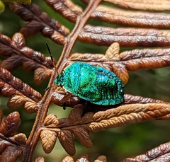 Erachtheus lutulentus
