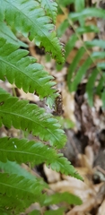 Episyrphus