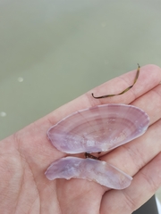 Gari convexa