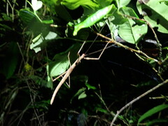 Sipyloidea lewisensis