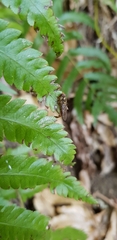 Episyrphus