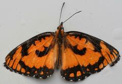 Byblia anvatara acheloia