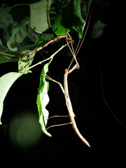 Sipyloidea lewisensis