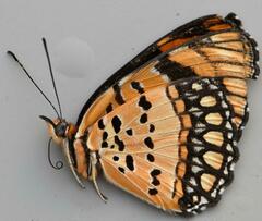 Byblia anvatara acheloia