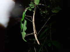 Sipyloidea lewisensis