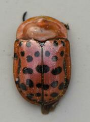 Conchyloctenia punctata