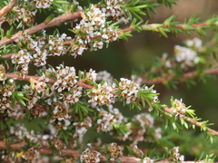 Taxandria parviceps