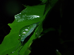 Chloracantha angularis