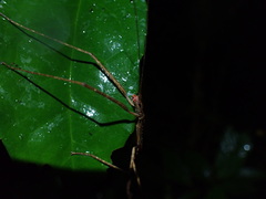 Sipyloidea lewisensis