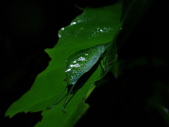 Chloracantha angularis