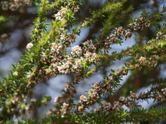 Taxandria parviceps