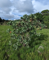 Protea