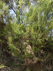 Taxandria parviceps