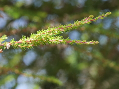 Taxandria parviceps