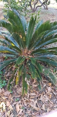 Cycas revoluta