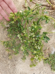 Lepidium crassum