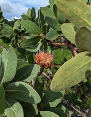 Protea