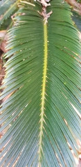 Cycas revoluta