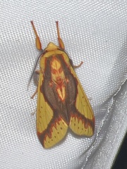 Symphlebia