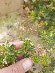 Lepidium crassum