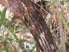 Taxandria parviceps