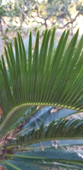 Cycas revoluta