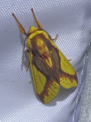 Symphlebia