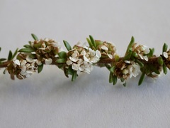 Taxandria parviceps