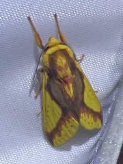 Symphlebia