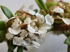 Taxandria parviceps