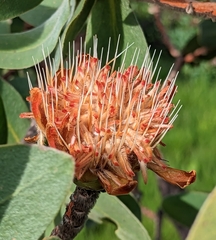 Protea