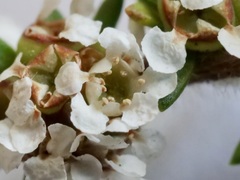 Taxandria parviceps