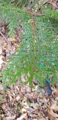 Chamaecyparis obtusa
