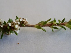 Taxandria parviceps
