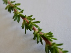 Taxandria parviceps
