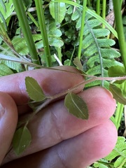 Epilobium rotundifolium