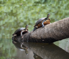 Pseudemys peninsularis