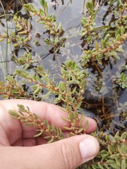 Suaeda novae-zelandiae