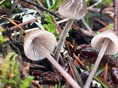 Mycena amicta