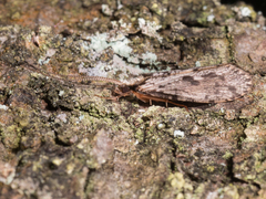 Plectrocnemia