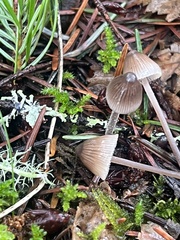 Mycena amicta