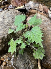 Urtica sykesii